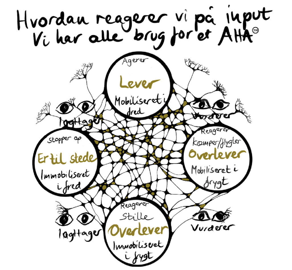 En model der viser hvordan vi reagerer på input